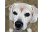 Adopt Martin a Beagle