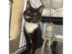 Adopt Marley a Tuxedo