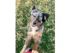 Adopt Dublin a Australian Shepherd