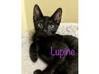 Adopt Lupine a All Black Domestic Shorthair (short coat) cat in New Milford