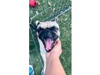 Adopt Sonny! Friendly and playful! a Pug