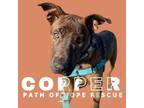 Adopt Copper a American Staffordshire Terrier
