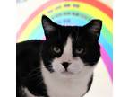 Adopt Andrew a All Black Domestic Shorthair / Domestic Shorthair / Mixed cat in