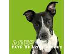 Adopt Aces a American Staffordshire Terrier, Cattle Dog