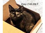 Adopt Foster Zoey a Tortoiseshell Domestic Shorthair / Mixed (short coat) cat in