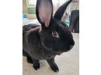 Adopt Comet a Black Rex / American / Mixed rabbit in Dayton, OH (38441310)