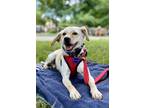 Adopt I-cheon a Jindo / Jack Russell Terrier dog in LONG ISLAND CITY