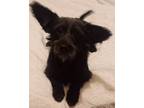 Adopt Pearl a Black Norfolk Terrier / Terrier (Unknown Type