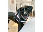 Adopt Timmy a Pit Bull Terrier / Coonhound / Mixed dog in Penticton