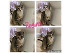 Adopt Begonia a Brown Tabby Domestic Shorthair (short coat) cat in New Milford