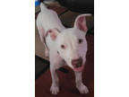 Adopt Casper a Bull Terrier