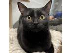 Adopt Spud 4048 a Domestic Shorthair / Mixed cat in Vista, CA (38455203)