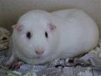 Adopt SNOW a Guinea Pig (medium coat) small animal in Denver, CO (38541726)