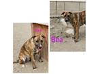 Adopt Bea a Brindle - with White American Pit Bull Terrier / Mixed dog in Rancho