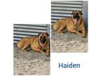Adopt Haiden a Tan/Yellow/Fawn German Shepherd Dog / Mixed dog in Rancho
