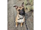 Adopt Canton a Tan/Yellow/Fawn - with Black German Shepherd Dog / Mixed dog in