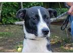 Adopt Mandy a White - with Black Pointer / Pharaoh Hound / Mixed dog in