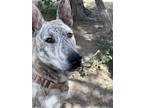 Adopt Ollie a Brindle Shar Pei / American Pit Bull Terrier / Mixed dog in Chama