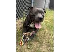 Adopt Rocky a Pit Bull Terrier