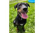 Adopt T a Mixed Breed (Medium) / Mixed dog in Spokane Valley, WA (38470510)
