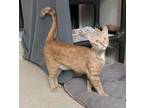 Adopt Abbey a Domestic Shorthair / Mixed cat in Santa Rosa, CA (38482775)