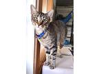 Adopt Cliff a Brown Tabby Domestic Shorthair / Mixed (short coat) cat in