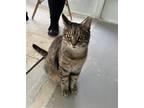 Adopt Max a Brown Tabby Domestic Shorthair / Mixed (short coat) cat in Sarasota