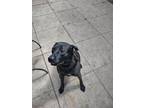 Adopt Shadow a Labrador Retriever, Chow Chow