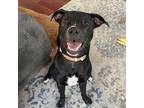 Adopt Carly a Black Labrador Retriever / Mixed dog in Fairfax Station