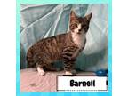 Adopt Barnell Bohusk a Domestic Short Hair