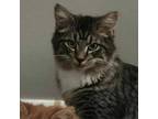 Adopt Teddy 2 a Domestic Long Hair