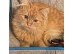 Adopt Merlin 3 a Domestic Long Hair