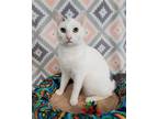 Adopt Chloe a White (Mostly) Domestic Shorthair / Mixed (short coat) cat in