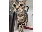 Adopt Sallie a Domestic Shorthair / Mixed cat in Mcclellanville, SC (38493214)