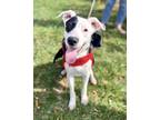 Adopt Mike a White - with Black Dalmatian dog in Greenbelt, MD (38386926)