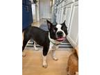 Adopt Sonic a Black - with White Boston Terrier / Mixed dog in Plano