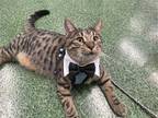 Adopt Burton a Domestic Shorthair / Mixed cat in Naples, FL (38380178)