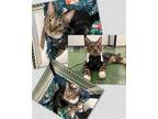 Adopt Treat a Domestic Shorthair / Mixed cat in Naples, FL (38378728)