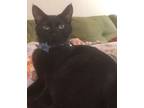 Adopt Mac a Bombay, Domestic Short Hair