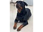 Adopt 40278 - Kota a Rottweiler / Mixed dog in Ellicott City, MD (38434540)