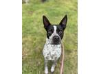 Adopt Charm a Australian Cattle Dog / Blue Heeler