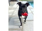 Adopt Ava Mae a American Pit Bull Terrier / Mixed dog in Barrington