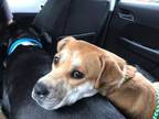 Adopt Rosie a Brown/Chocolate Mixed Breed (Large) / Mixed dog in Hamilton