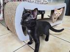 Adopt INKY - ADOPTED a Black (Mostly) Domestic Shorthair (short coat) cat in