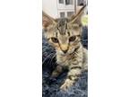 Adopt Glory a Brown Tabby Domestic Shorthair (short coat) cat in Leesburg