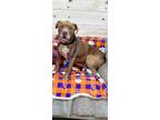 Adopt Chance a Red/Golden/Orange/Chestnut - with White Pit Bull Terrier / Mixed
