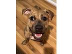 Adopt Merzaila- IN FOSTER a Brown/Chocolate Mixed Breed (Large) / Mixed dog in