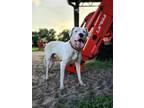 Adopt Simon a Dogo Argentino