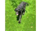 Adopt Ranger a Standard Poodle, Black Labrador Retriever