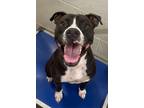 Adopt Bandit a Boxer, Mixed Breed